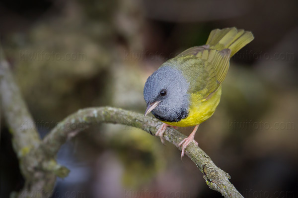 Mourning Warbler Image @ Kiwifoto.com