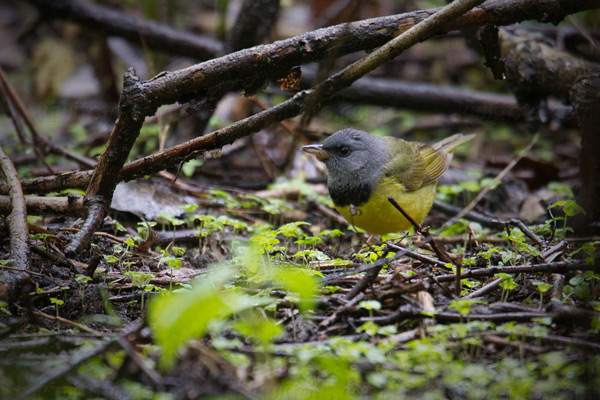 Mourning Warbler Photo @ Kiwifoto.com