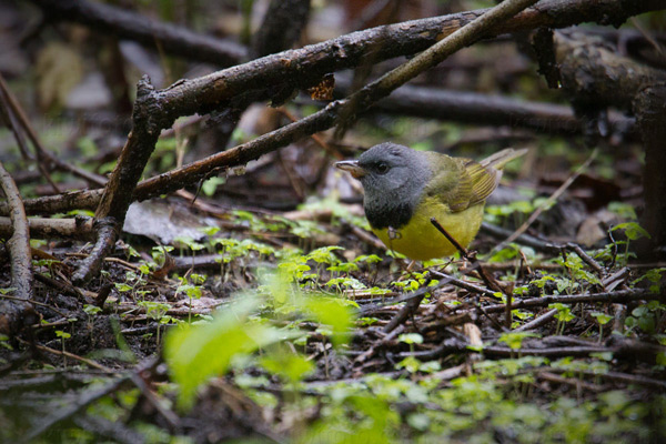 Mourning Warbler Image @ Kiwifoto.com