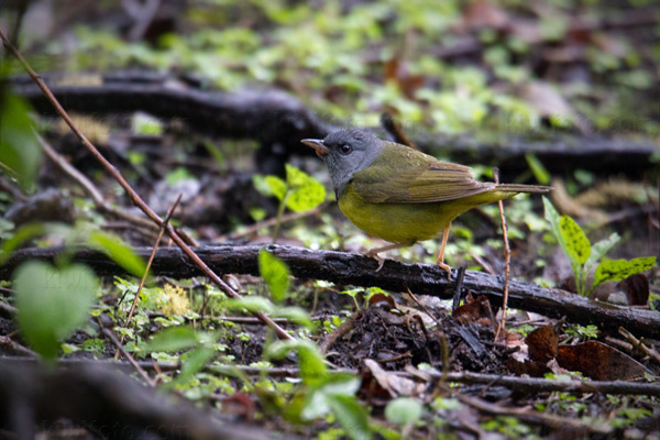 Mourning Warbler Image @ Kiwifoto.com