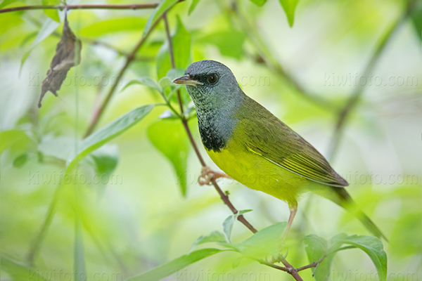 Mourning Warbler