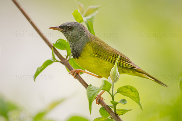 Mourning Warbler Photo @ Kiwifoto.com