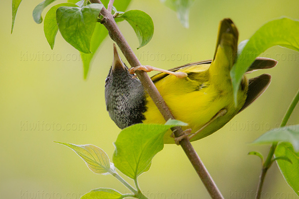 Mourning Warbler Photo @ Kiwifoto.com
