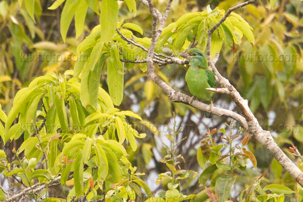 Moustached Barbet