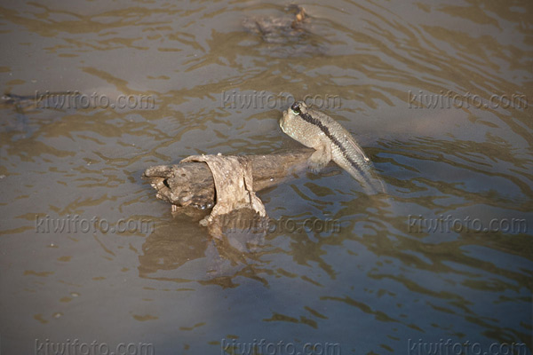 Mudskipper Image @ Kiwifoto.com