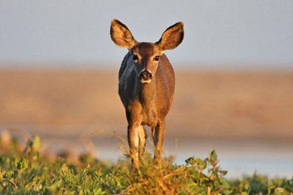 Mule Deer (O. h. fuliginatus)