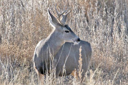 Mule Deer (O. h. eremicus)