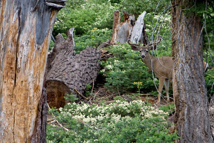 Mule Deer (O. h. californicus)