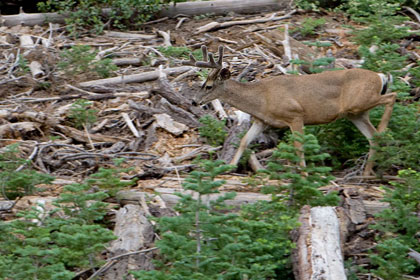 Mule Deer (O. h. californicus)