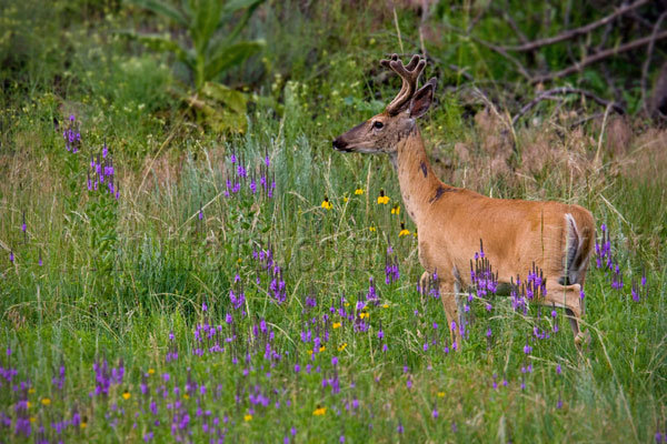 Mule Deer (O. h. hemionus)