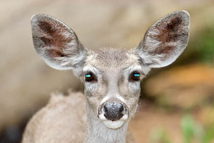 Mule Deer (O. h. eremicus)