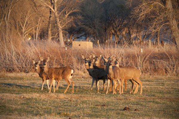 Mule Deer (O. h. californicus)