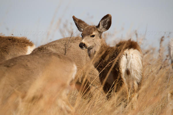 Mule Deer Image @ Kiwifoto.com