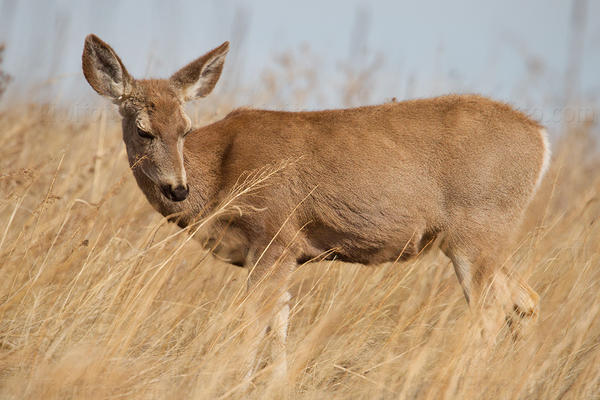 Mule Deer Picture @ Kiwifoto.com