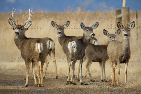 Mule Deer (O. h. hemionus)