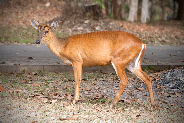 Muntjac Barking Deer Photo @ Kiwifoto.com