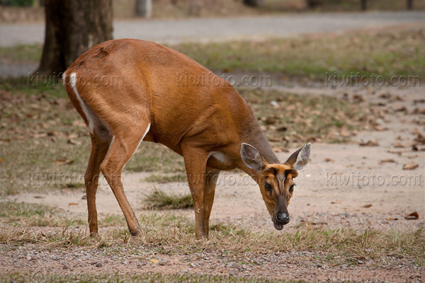 Muntjac Barking Deer Picture @ Kiwifoto.com