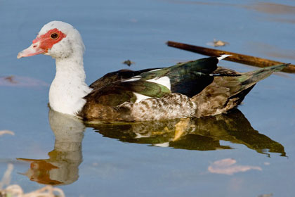 Muscovy Duck Picture @ Kiwifoto.com