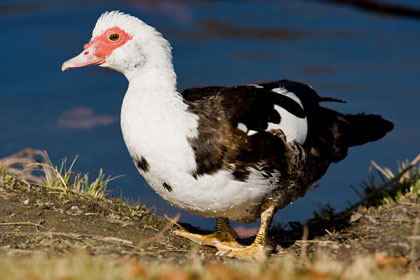 Muscovy Duck Image @ Kiwifoto.com