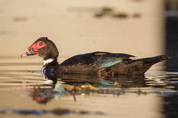 Muscovy Duck