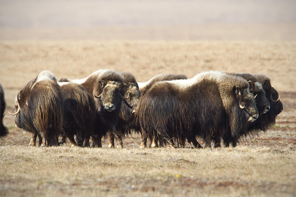 Muskox Image @ Kiwifoto.com