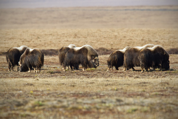 Muskox Image @ Kiwifoto.com