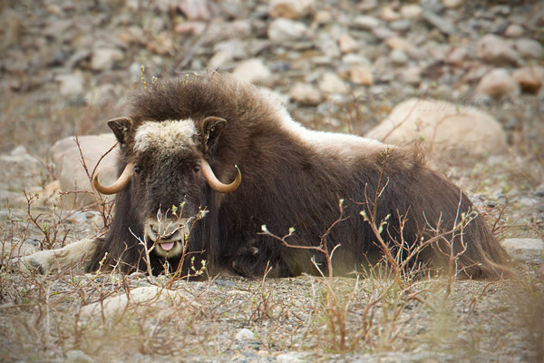 Muskox Picture @ Kiwifoto.com