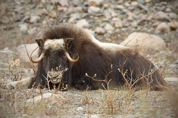 Muskox Image @ Kiwifoto.com