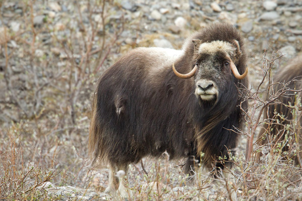 Muskox Photo @ Kiwifoto.com