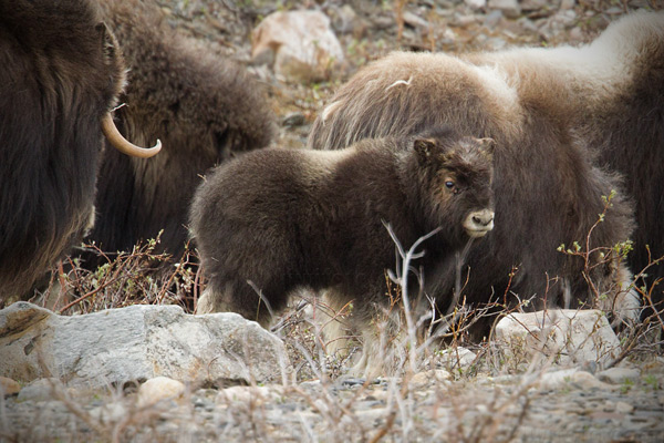 Muskox Image @ Kiwifoto.com