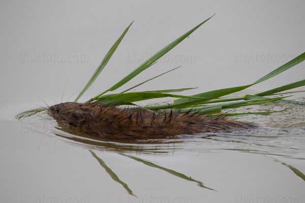 Muskrat Image @ Kiwifoto.com