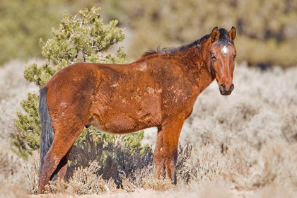 Mustang Photo @ Kiwifoto.com