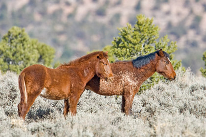 Mustang Image @ Kiwifoto.com