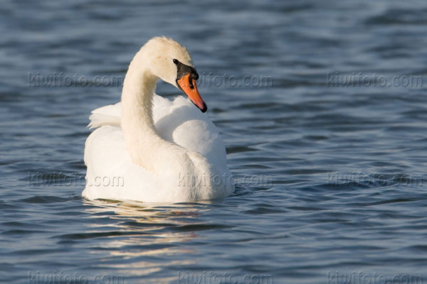 Mute Swan Picture @ Kiwifoto.com