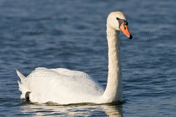 Mute Swan Image @ Kiwifoto.com