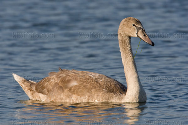 Mute Swan Photo @ Kiwifoto.com