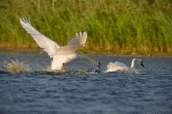 Mute Swan Picture @ Kiwifoto.com