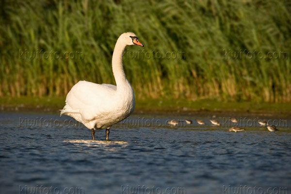 Mute Swan Image @ Kiwifoto.com