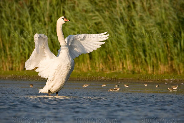 Mute Swan Photo @ Kiwifoto.com