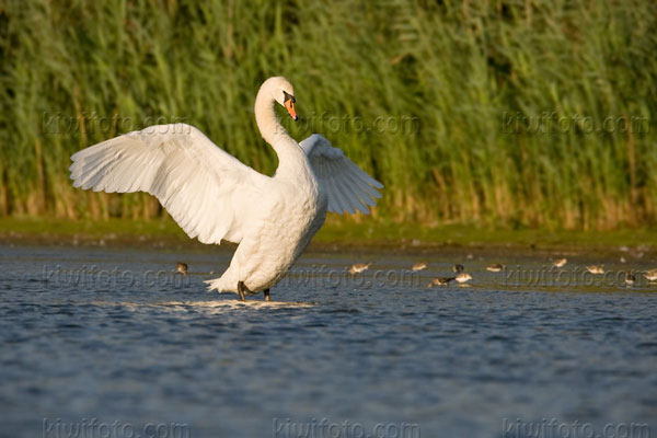 Mute Swan Image @ Kiwifoto.com