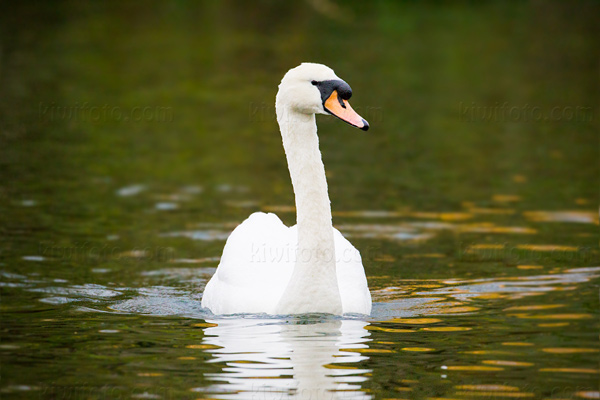 Mute Swan Image @ Kiwifoto.com