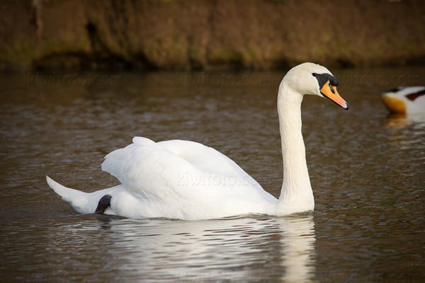 Mute Swan