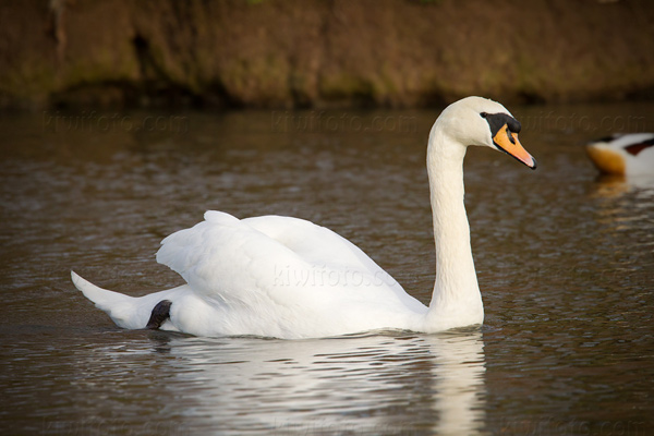 Mute Swan Image @ Kiwifoto.com