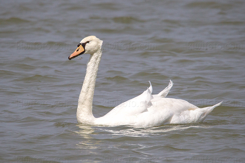 Mute Swan Picture @ Kiwifoto.com