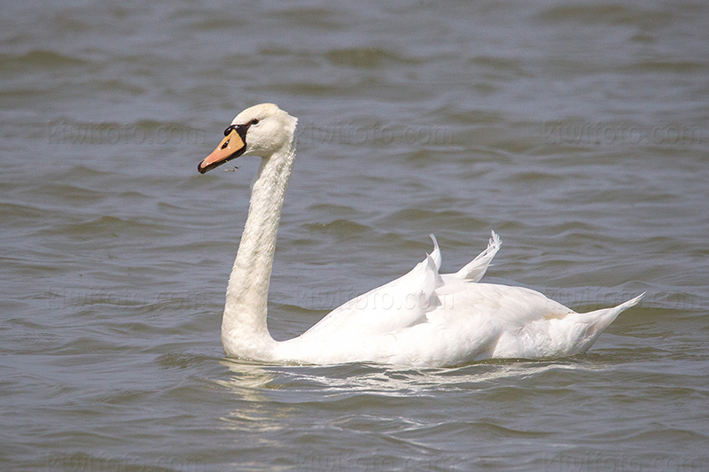 Mute Swan Photo @ Kiwifoto.com