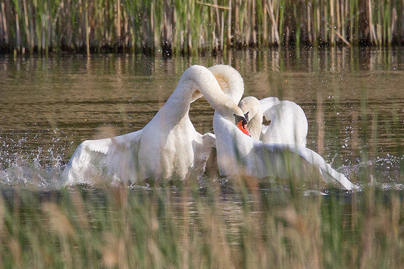 Mute Swan Image @ Kiwifoto.com