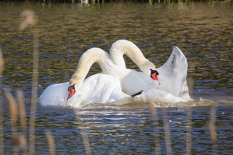 Mute Swan Picture @ Kiwifoto.com