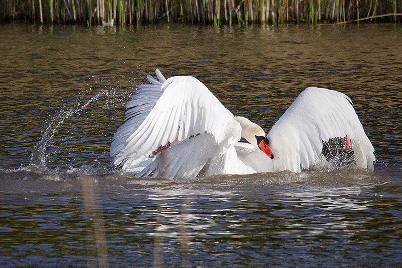 Mute Swan Picture @ Kiwifoto.com