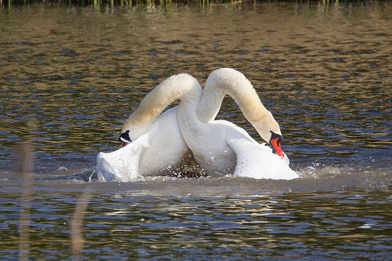 Mute Swan Picture @ Kiwifoto.com