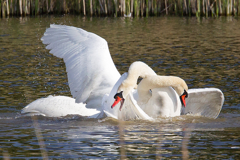 Mute Swan @ Hejresøen, Hovedstaden, Denmark